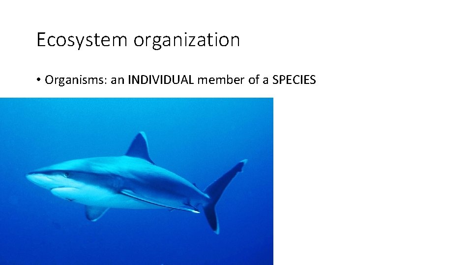 Ecosystem organization • Organisms: an INDIVIDUAL member of a SPECIES 