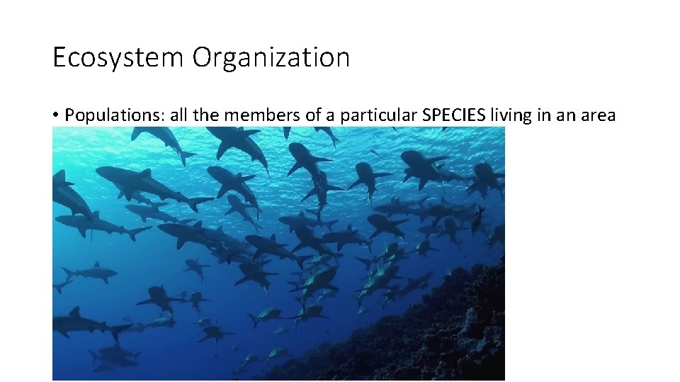 Ecosystem Organization • Populations: all the members of a particular SPECIES living in an