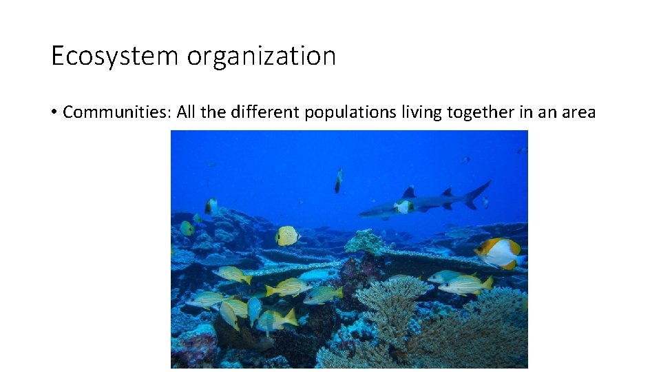 Ecosystem organization • Communities: All the different populations living together in an area 