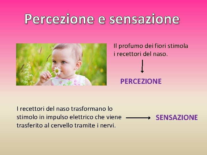 Percezione e sensazione Il profumo dei fiori stimola i recettori del naso. PERCEZIONE I