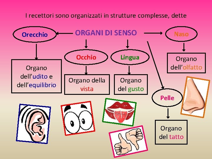 I recettori sono organizzati in strutture complesse, dette Orecchio Organo dell’udito e dell’equilibrio ORGANI