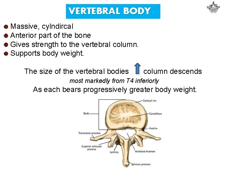 VERTEBRAL BODY Massive, cylndircal Anterior part of the bone Gives strength to the vertebral