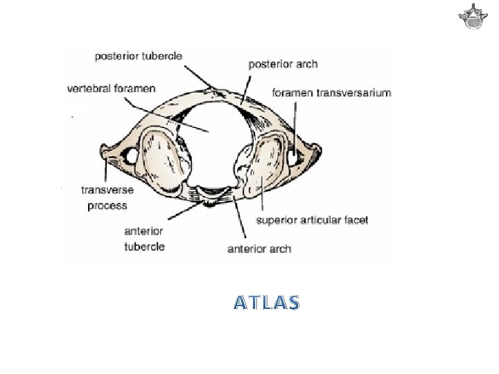 ATLAS 