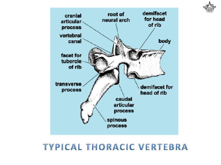 TYPICAL THORACIC VERTEBRA 