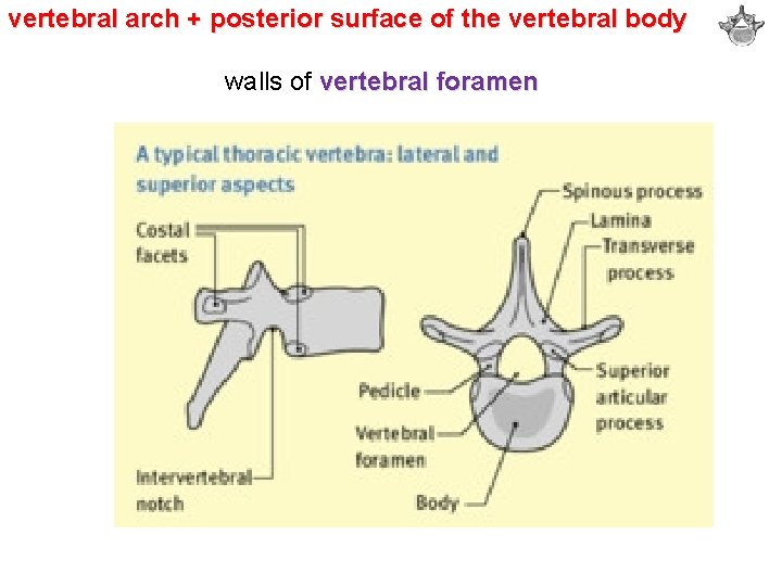 vertebral arch + posterior surface of the vertebral body walls of vertebral foramen 