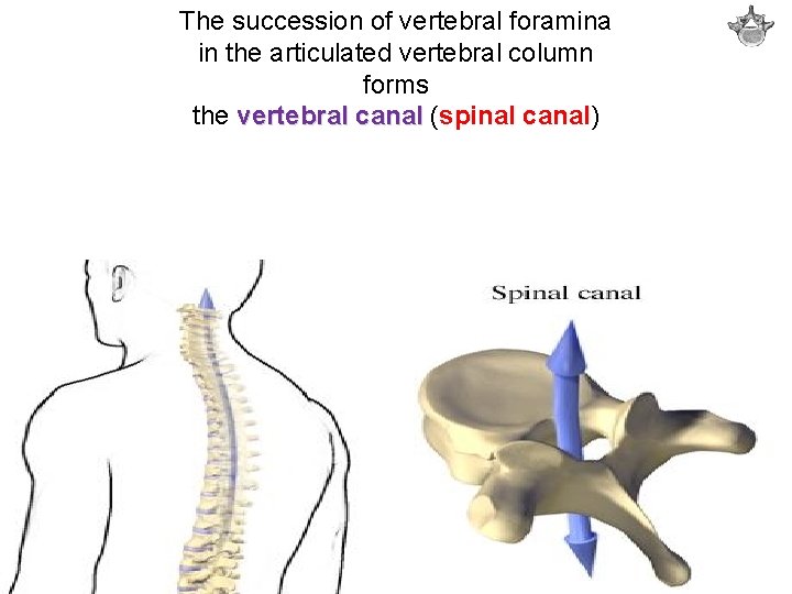 The succession of vertebral foramina in the articulated vertebral column forms the vertebral canal