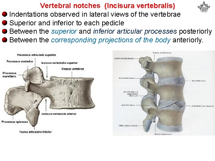 Vertebral notches (Incisura vertebralis) Indentations observed in lateral views of the vertebrae Superior and