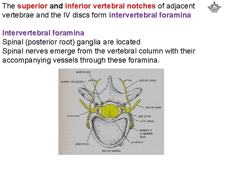 The superior and inferior vertebral notches of adjacent vertebrae and the IV discs form