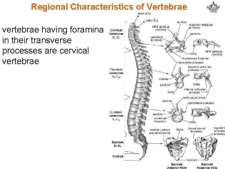 Regional Characteristics of Vertebrae vertebrae having foramina in their transverse processes are cervical vertebrae