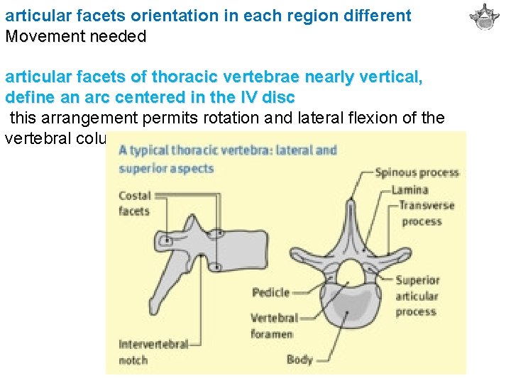 articular facets orientation in each region different Movement needed articular facets of thoracic vertebrae