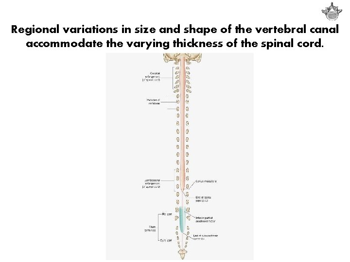 Regional variations in size and shape of the vertebral canal accommodate the varying thickness