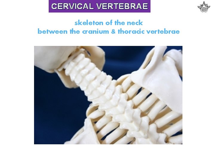CERVICAL VERTEBRAE skeleton of the neck between the cranium & thoracic vertebrae 