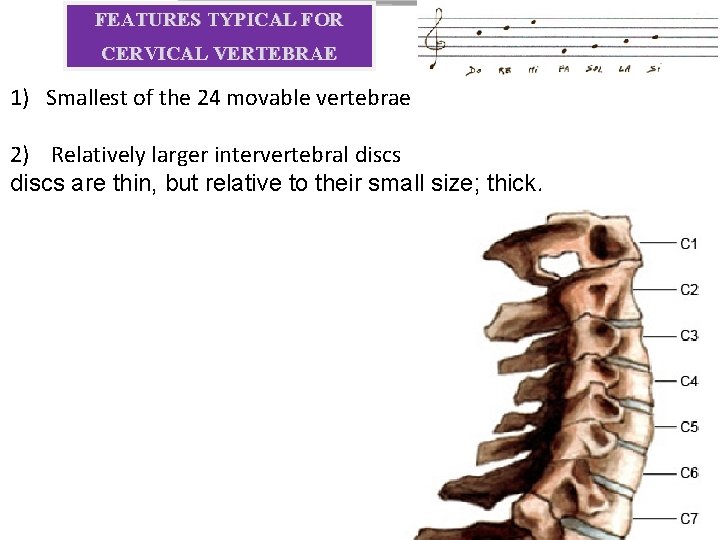 FEATURES TYPICAL FOR CERVICAL VERTEBRAE 1) Smallest of the 24 movable vertebrae 2) Relatively