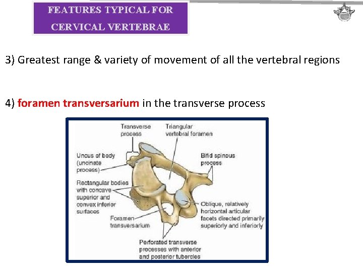 FEATURES TYPICAL FOR CERVICAL VERTEBRAE 3) Greatest range & variety of movement of all