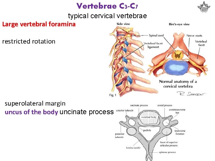 Vertebrae C 3 -C 7 typical cervical vertebrae Large vertebral foramina restricted rotation superolateral