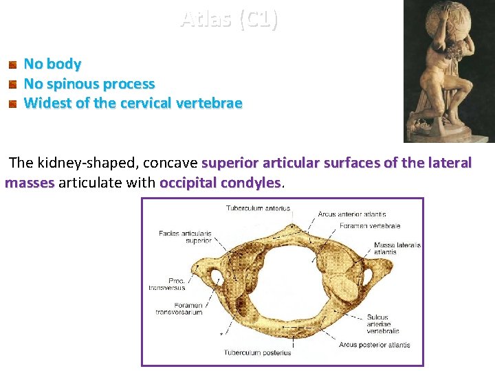 Atlas (C 1) No body No spinous process Widest of the cervical vertebrae The