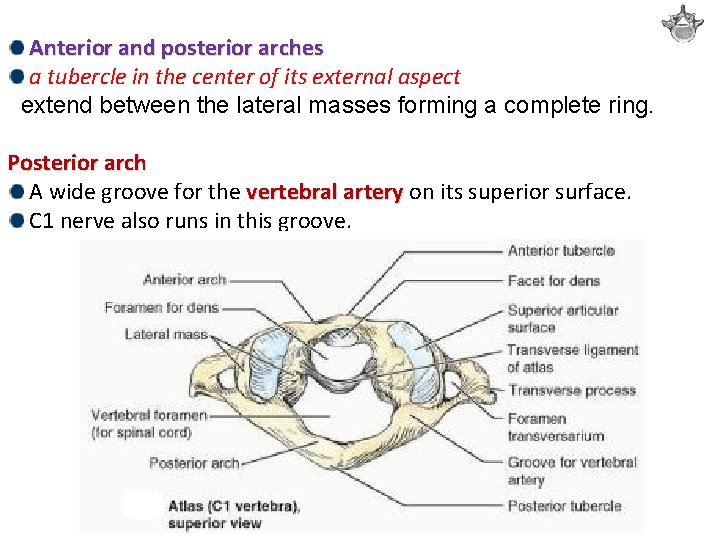 Anterior and posterior arches a tubercle in the center of its external aspect extend
