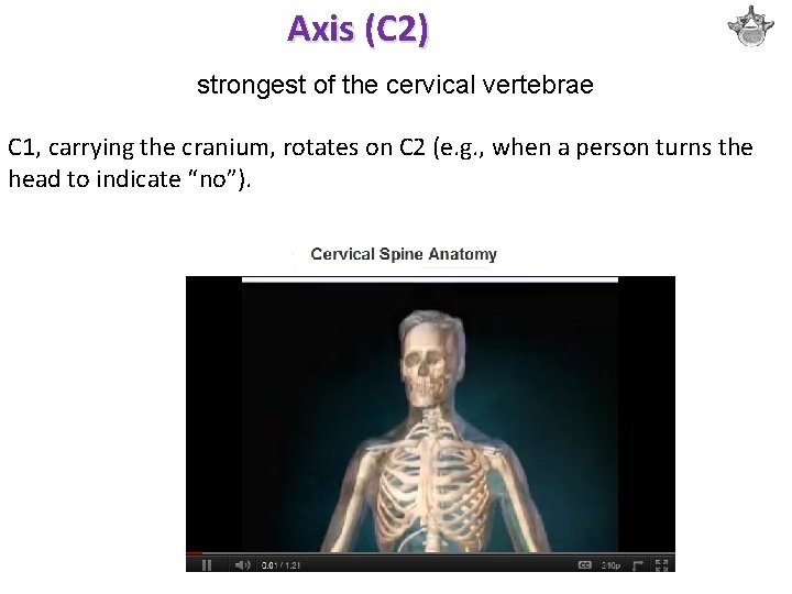 Axis (C 2) strongest of the cervical vertebrae C 1, carrying the cranium, rotates