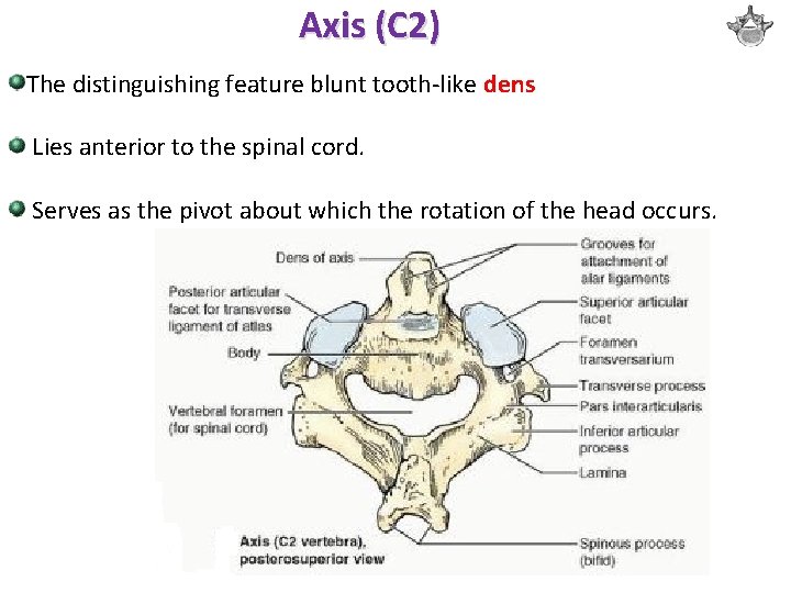 Axis (C 2) The distinguishing feature blunt tooth-like dens Lies anterior to the spinal