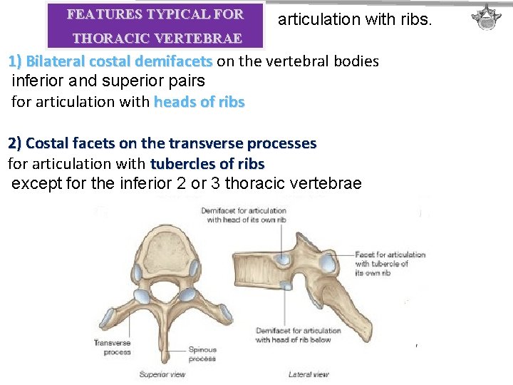 FEATURES TYPICAL FOR articulation with ribs. THORACIC VERTEBRAE 1) Bilateral costal demifacets on the