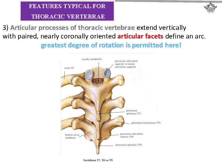 FEATURES TYPICAL FOR THORACIC VERTEBRAE 3) Articular processes of thoracic vertebrae extend vertically with