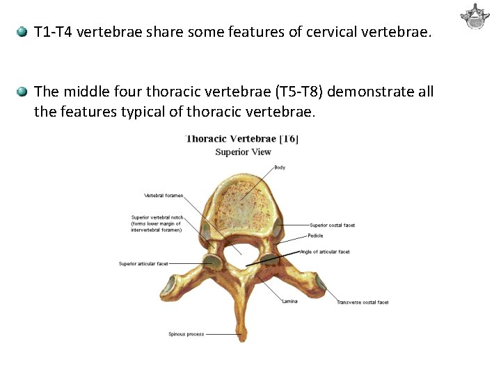 T 1 -T 4 vertebrae share some features of cervical vertebrae. The middle four