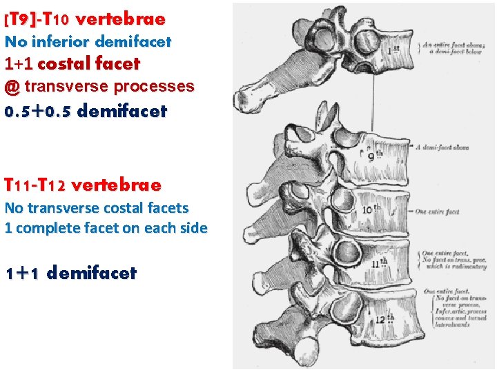 [T 9]-T 10 vertebrae No inferior demifacet 1+1 costal facet @ transverse processes 0.
