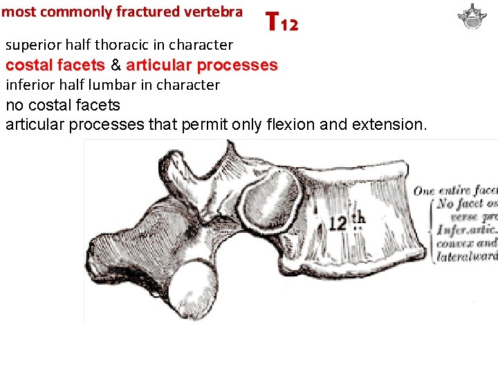 most commonly fractured vertebra T 12 superior half thoracic in character costal facets &