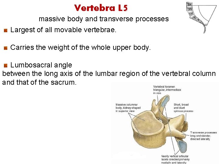 Vertebra L 5 massive body and transverse processes Largest of all movable vertebrae. Carries