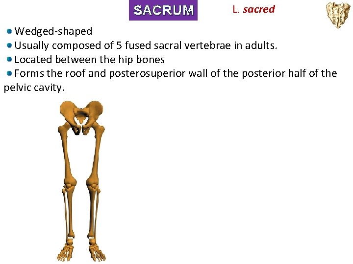 SACRUM L. sacred Wedged-shaped Usually composed of 5 fused sacral vertebrae in adults. Located
