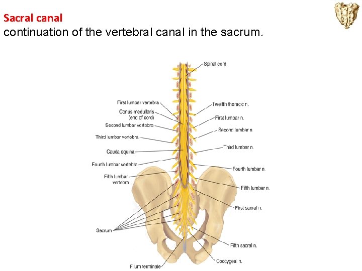 Sacral canal continuation of the vertebral canal in the sacrum. 