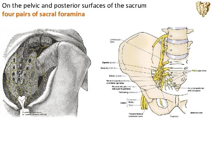 On the pelvic and posterior surfaces of the sacrum four pairs of sacral foramina