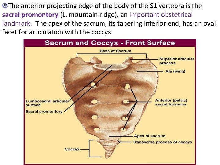 The anterior projecting edge of the body of the S 1 vertebra is the