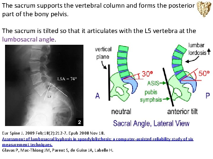 The sacrum supports the vertebral column and forms the posterior part of the bony