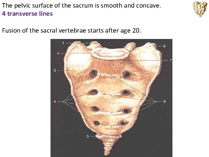 The pelvic surface of the sacrum is smooth and concave. 4 transverse lines Fusion