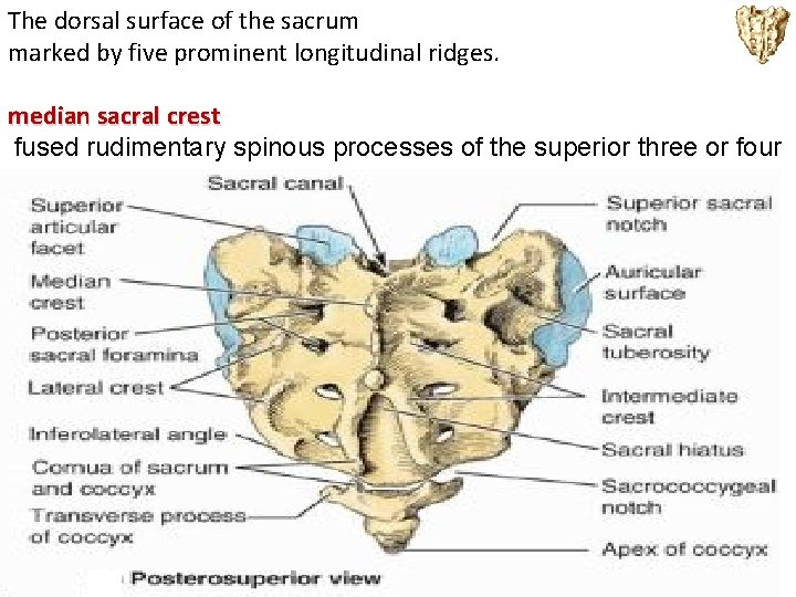 The dorsal surface of the sacrum marked by five prominent longitudinal ridges. median sacral