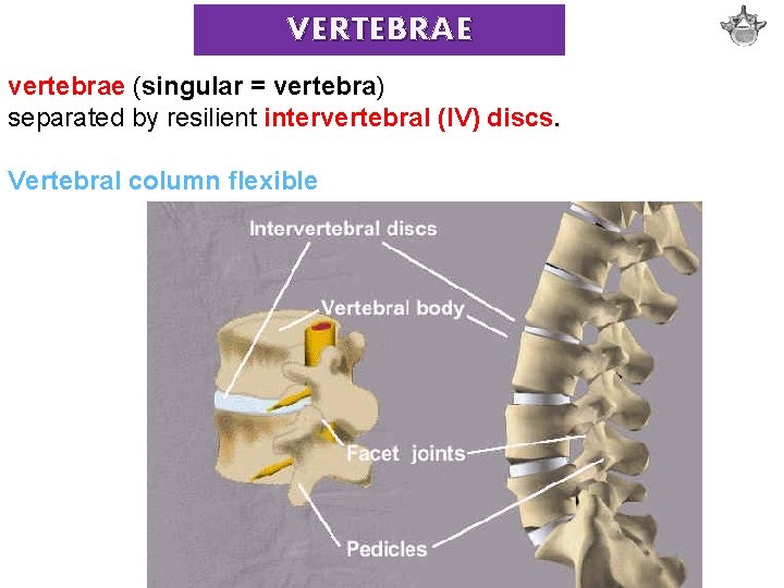 VERTEBRAE vertebrae (singular = vertebra) separated by resilient intervertebral (IV) discs. Vertebral column flexible