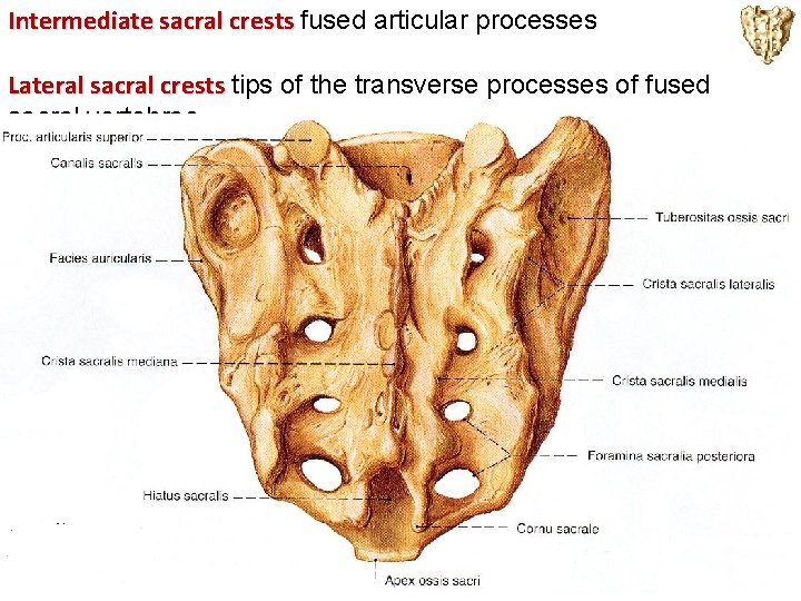 Intermediate sacral crests fused articular processes Lateral sacral crests tips of the transverse processes