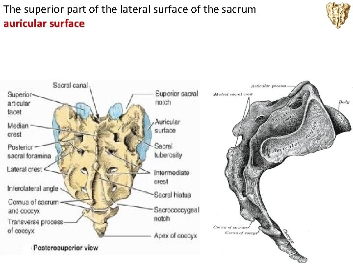 The superior part of the lateral surface of the sacrum auricular surface 
