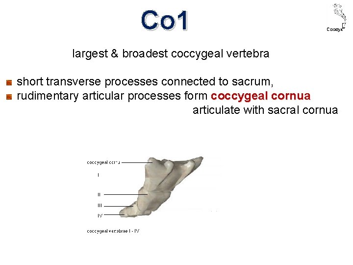 Co 1 largest & broadest coccygeal vertebra short transverse processes connected to sacrum, rudimentary