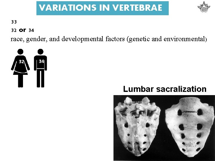 VARIATIONS IN VERTEBRAE 33 32 or 34 race, gender, and developmental factors (genetic and