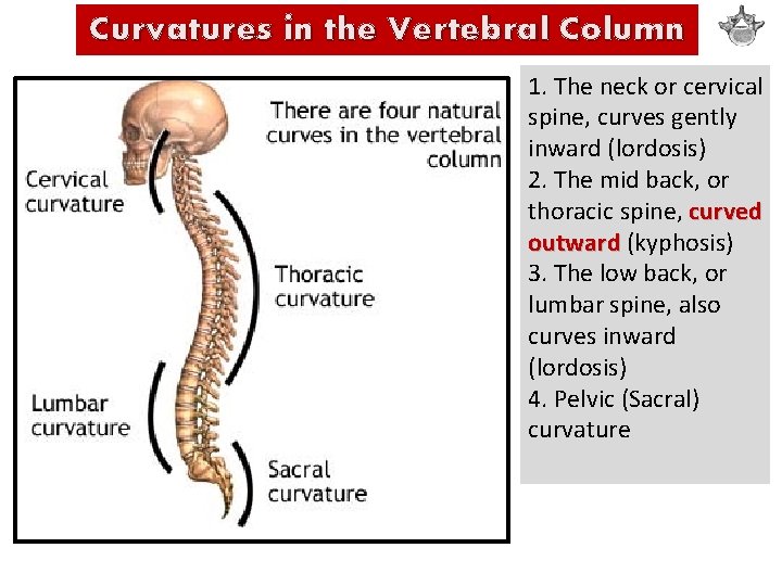 Curvatures in the Vertebral Column 1. The neck or cervical spine, curves gently inward