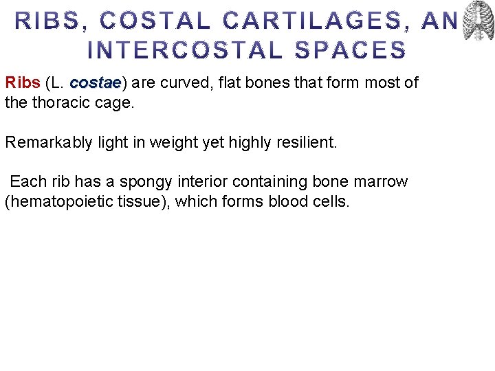 Ribs (L. costae) costae are curved, flat bones that form most of the thoracic