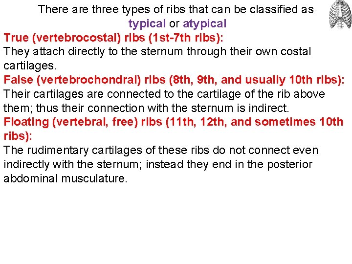 There are three types of ribs that can be classified as typical or atypical