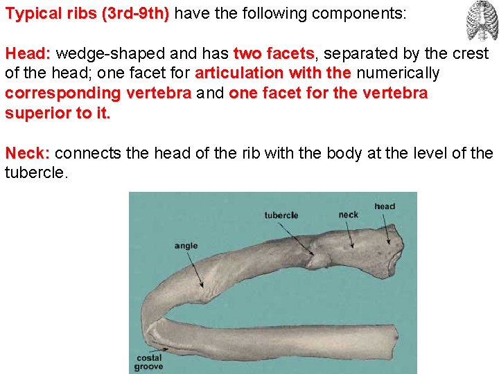 Typical ribs (3 rd-9 th) have the following components: Head: wedge-shaped and has two