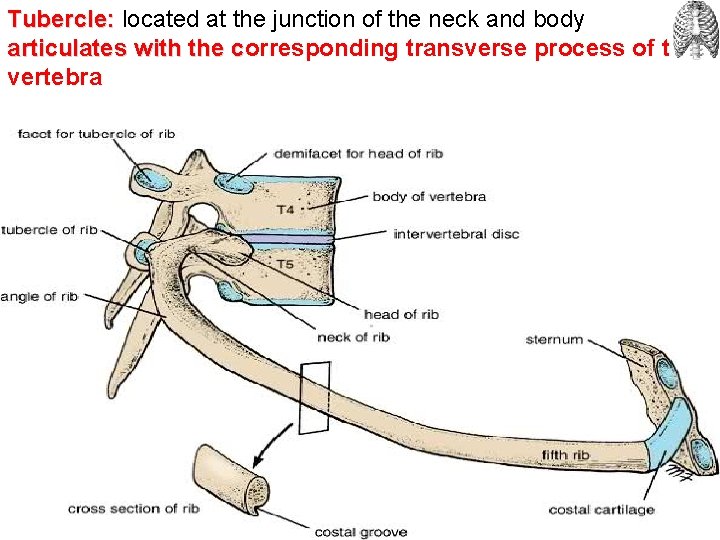 Tubercle: located at the junction of the neck and body articulates with the corresponding