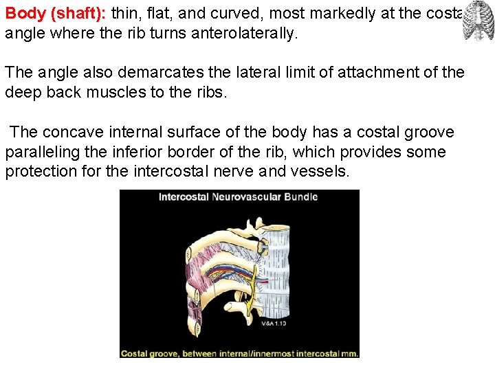 Body (shaft): thin, flat, and curved, most markedly at the costal angle where the