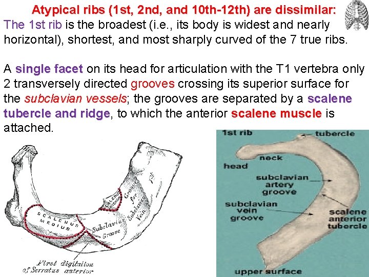 Atypical ribs (1 st, 2 nd, and 10 th-12 th) are dissimilar: The 1