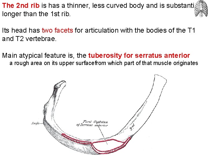 The 2 nd rib is has a thinner, less curved body and is substantially