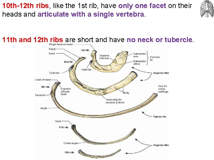 10 th-12 th ribs, ribs like the 1 st rib, have only one facet